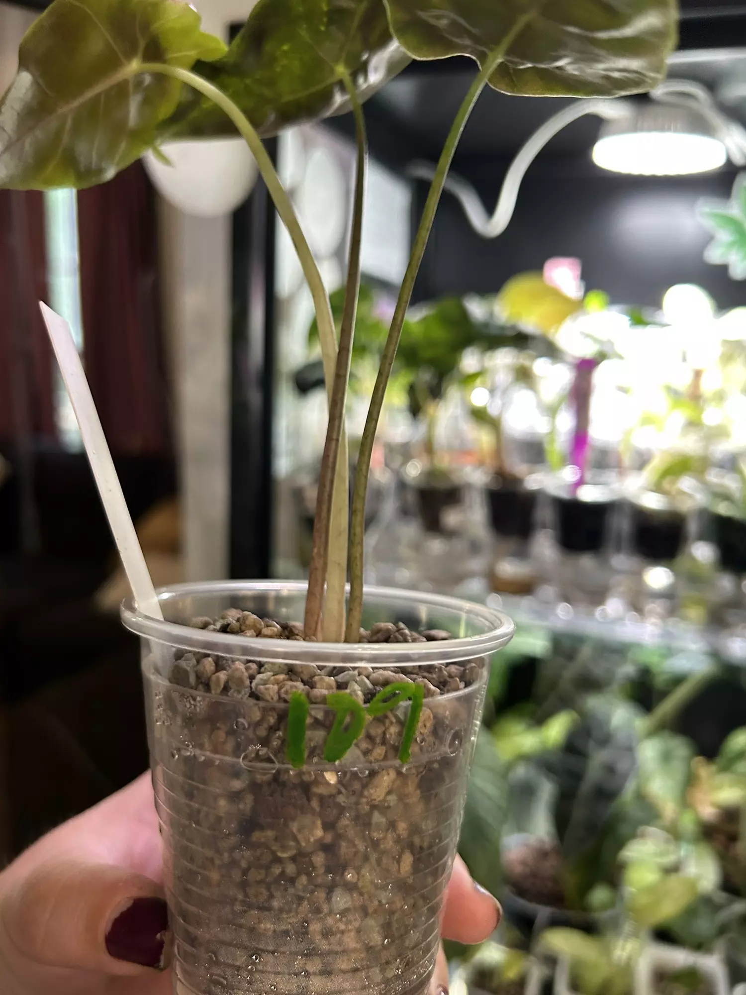 plant/Alocasia Longiloba Purple Vein 109-1