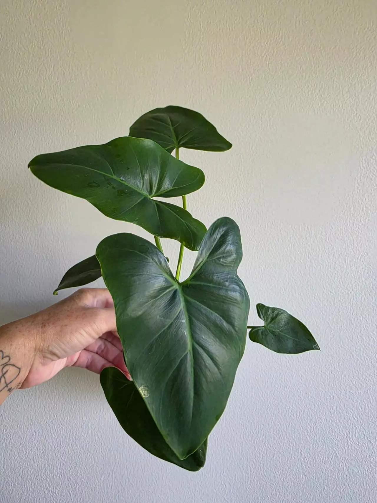 plant/Philodendron Williamsii -0