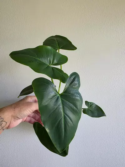 plant/Philodendron Williamsii -0-thumbnail