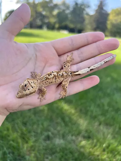 plant/MTT3: Pores Seen: 8 grams-0-thumbnail