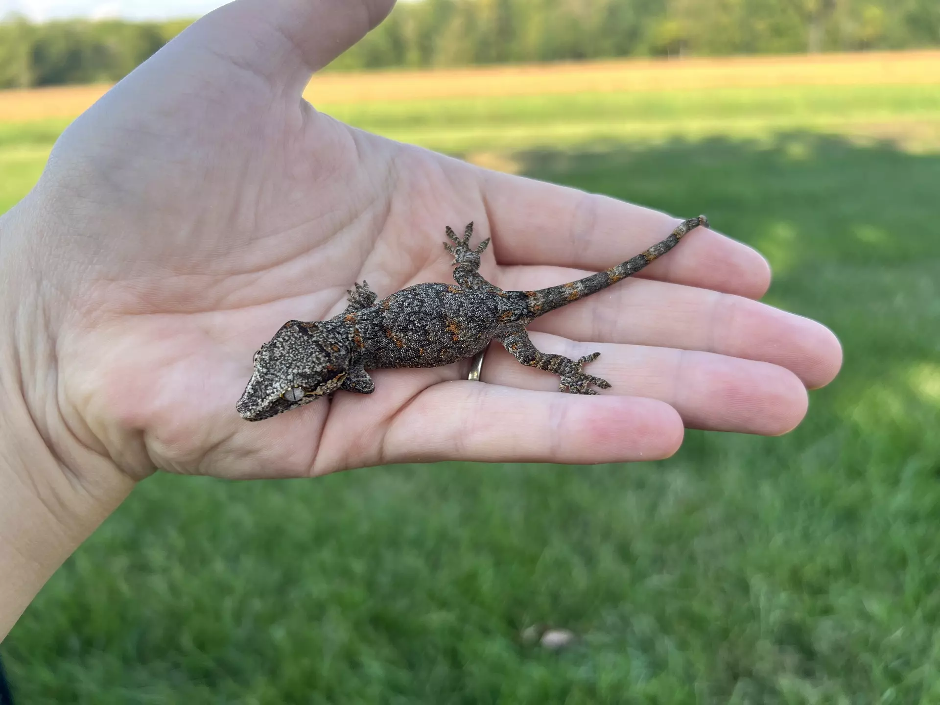 plant/PPCJ1: NPS: 7 grams-1