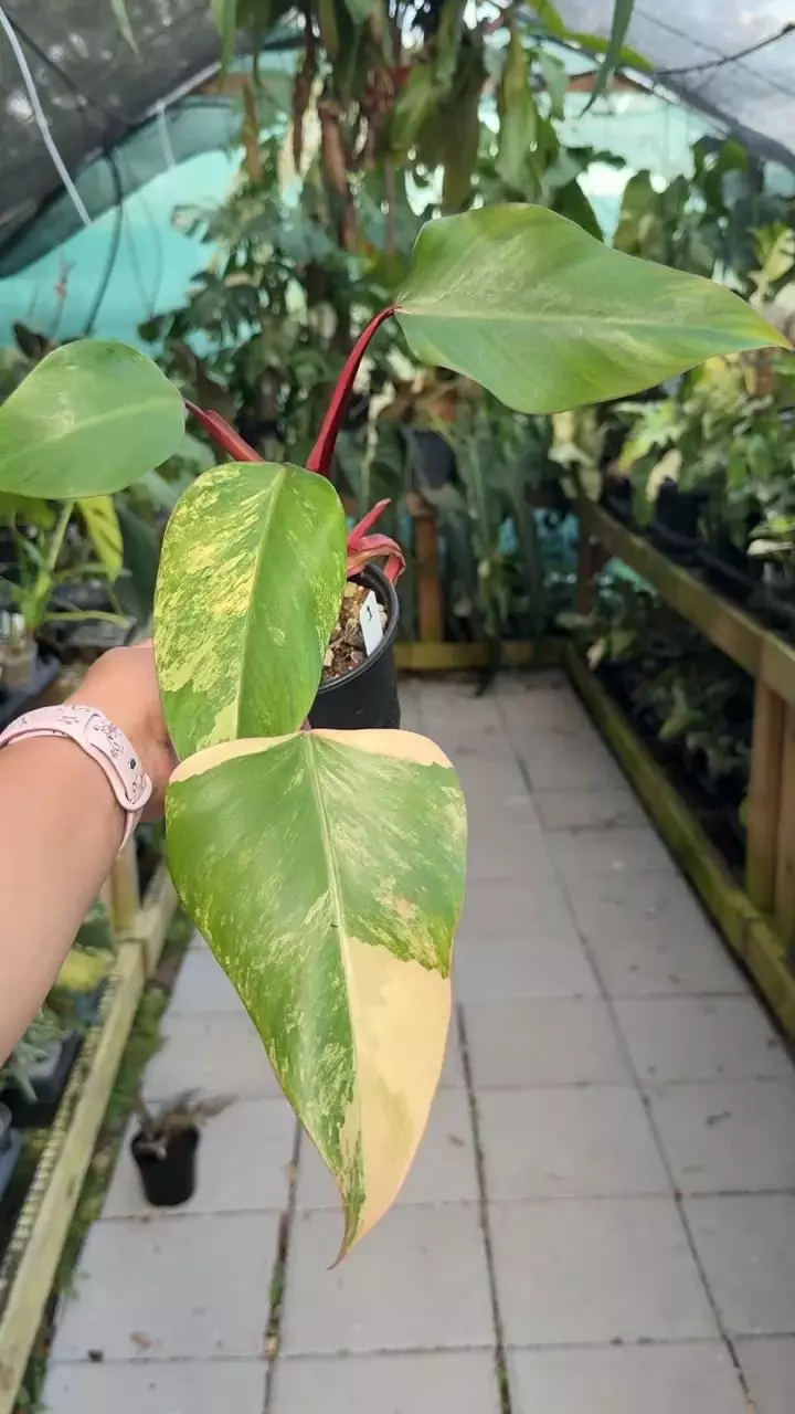 plant/#1 Philodendron Strawberry Shake-0