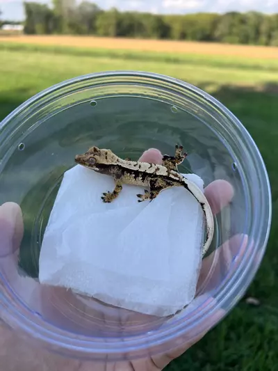 plant/PC5: Male: 6 grams-0-thumbnail