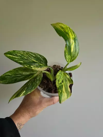 plant/Monstera Standleyana aurea -0-thumbnail