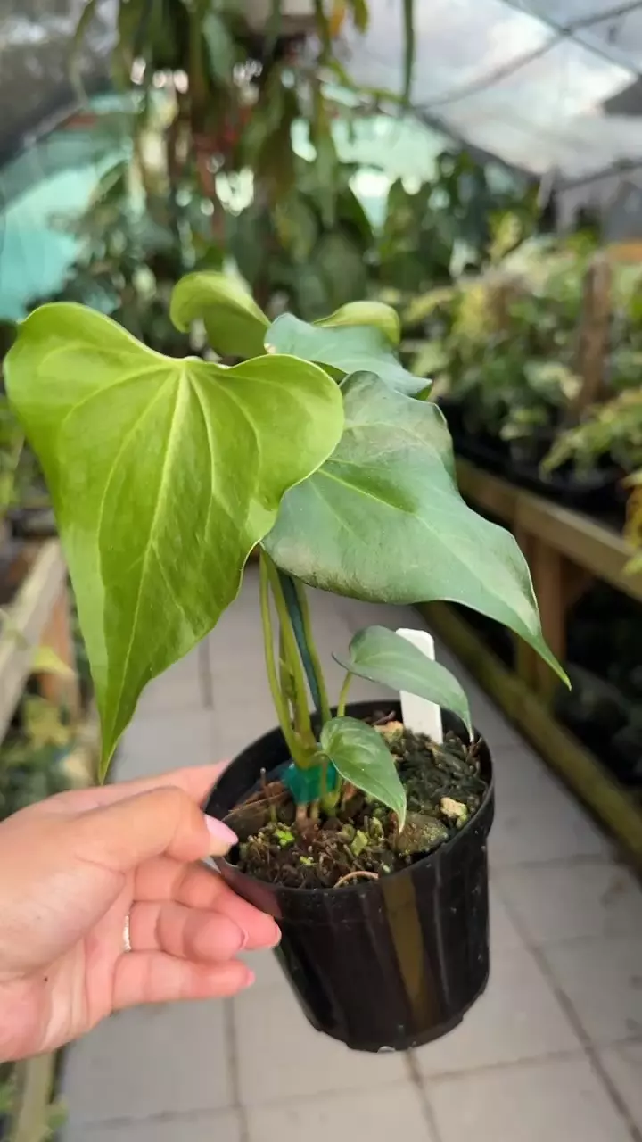 plant/#1 Anthurium Delta Force-0