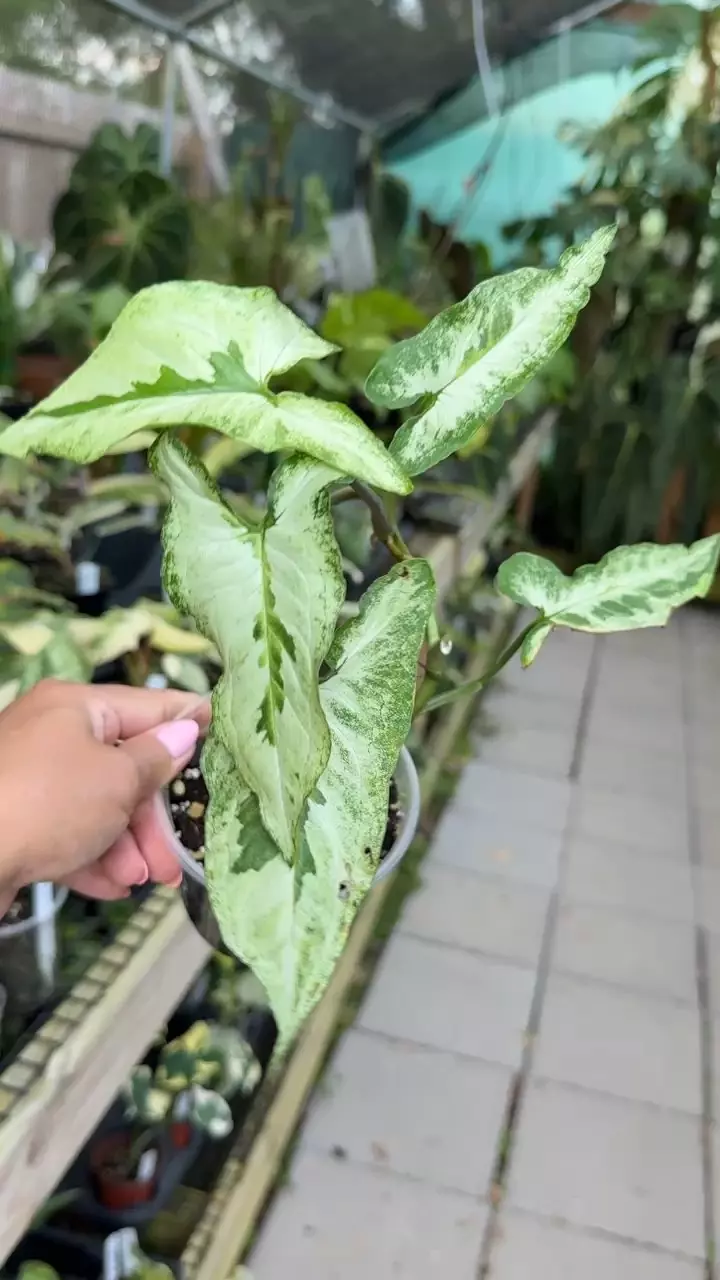 plant/#5 Syngonium Three Kings-0