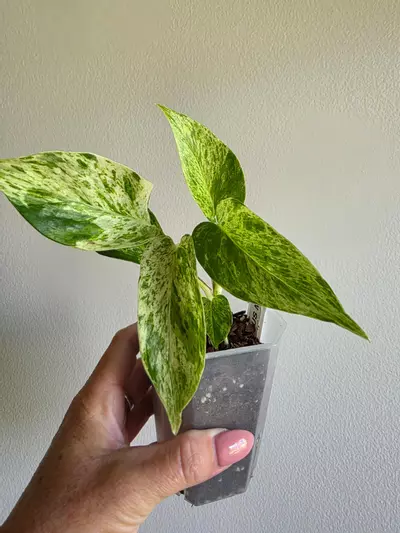 plant/Scindapsus marble prince -0-thumbnail