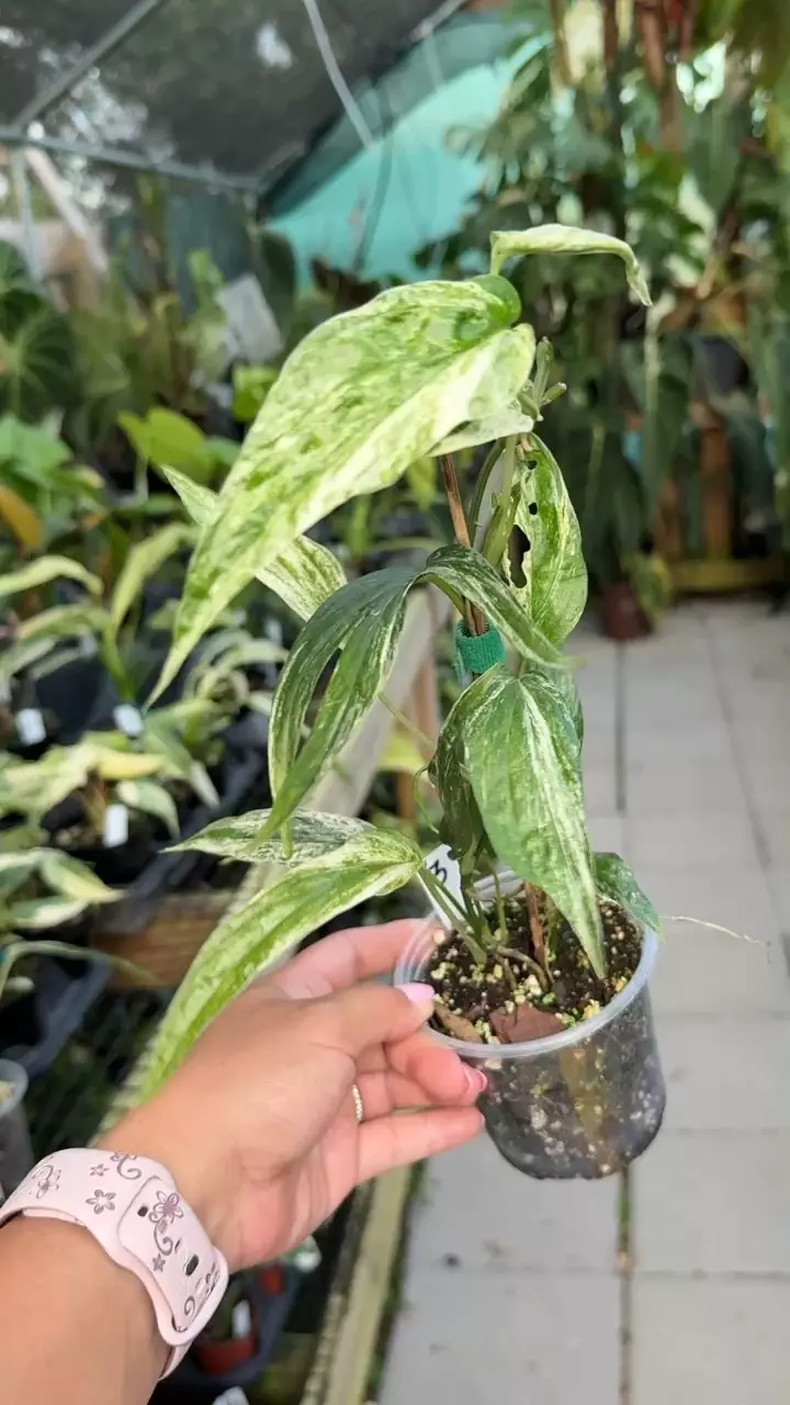 plant/#3 Amydrium zippelianum variegated-0
