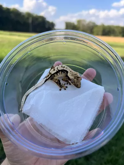 plant/PC5: Male: 6 grams-1-thumbnail