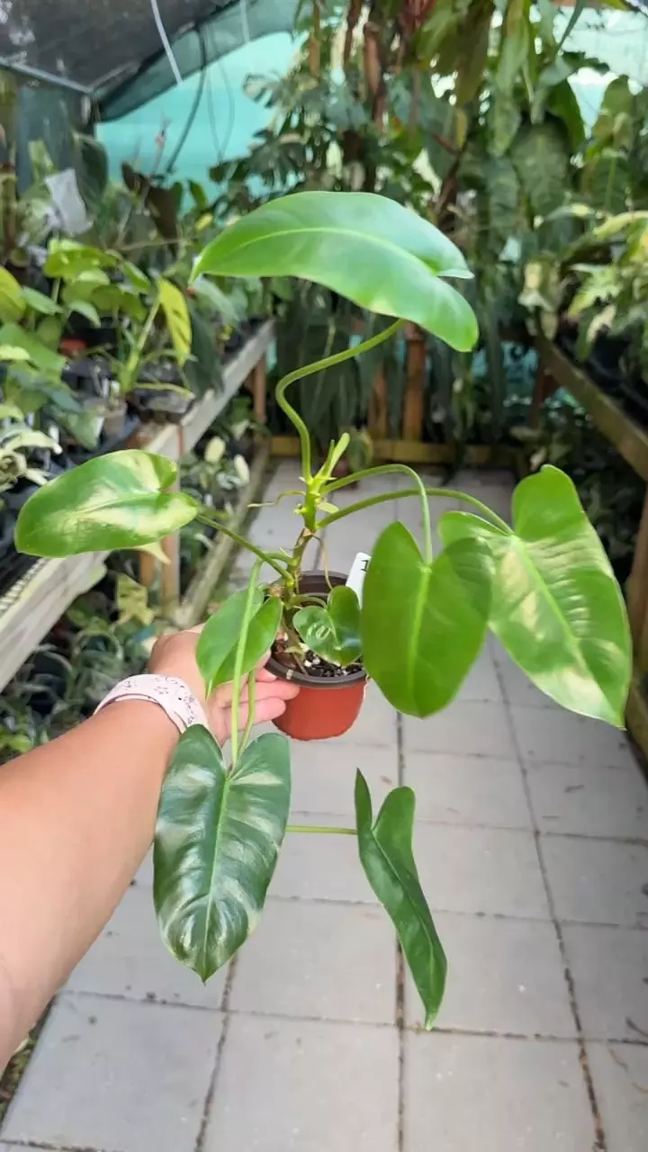 plant/#1 Philodendron Burle Marx reverted-0