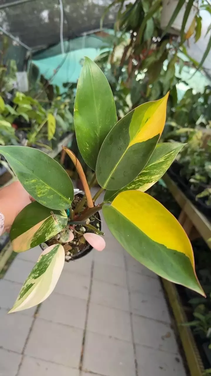 plant/#3 Philodendron Red Congo Variegated -0