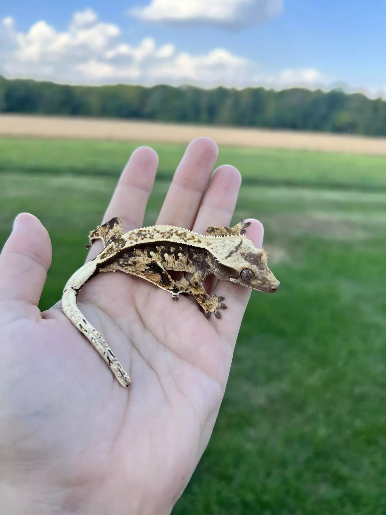 plant/PC1: No pores seen: 12 grams-0