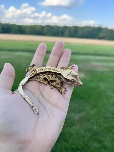 plant/PC1: No pores seen: 12 grams-0-thumbnail