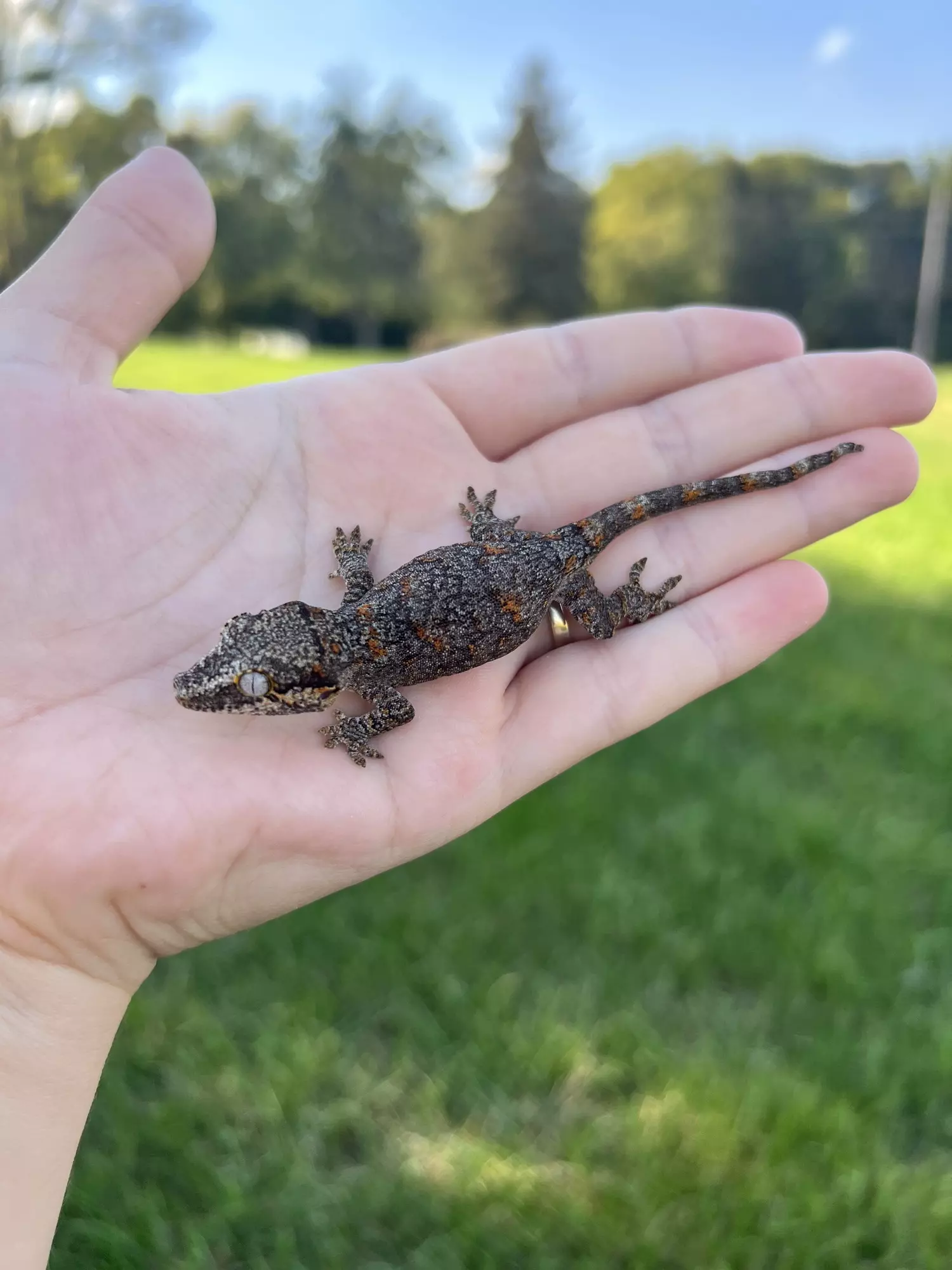 plant/PPCJ1: NPS: 7 grams-0