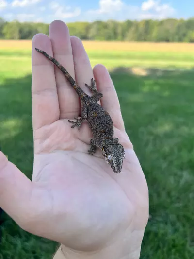 plant/PPCJ1: NPS: 7 grams-2-thumbnail