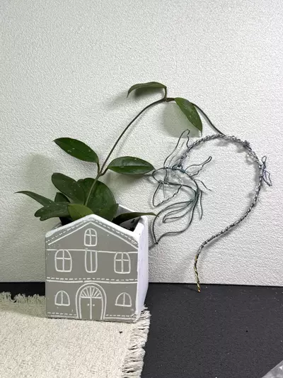 plant/Dancing Koi 6"×8"(for Merari )-0-thumbnail