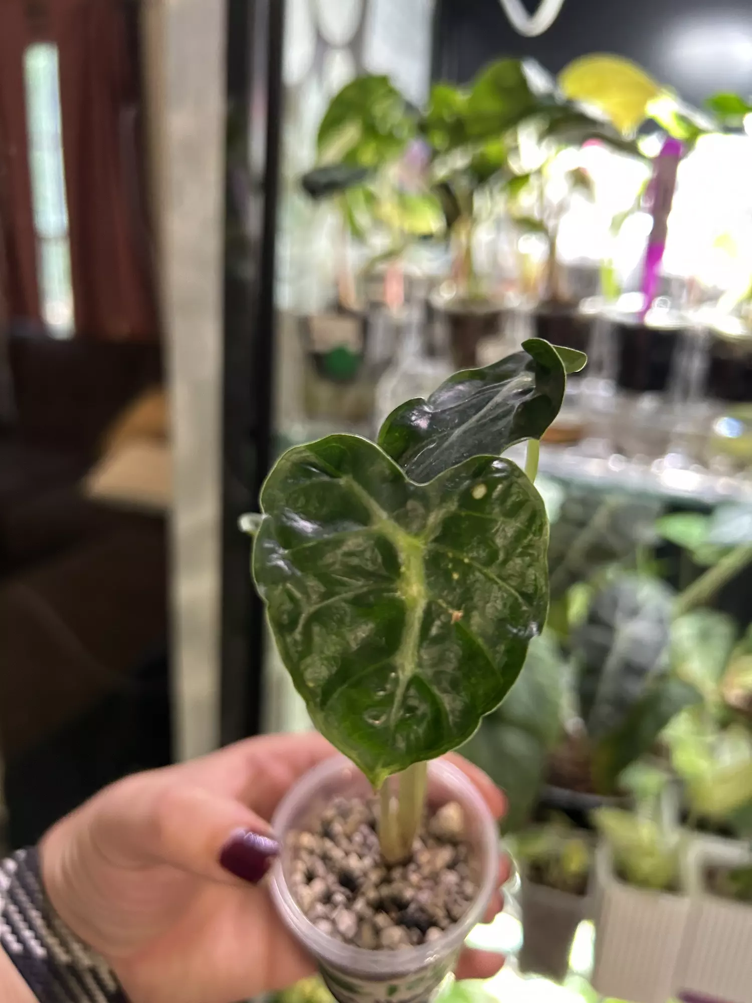 plant/Alocasia Balloon Heart 108-0