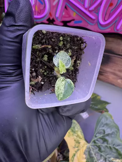 plant/Var Green Silk x Mors Verde-2-thumbnail