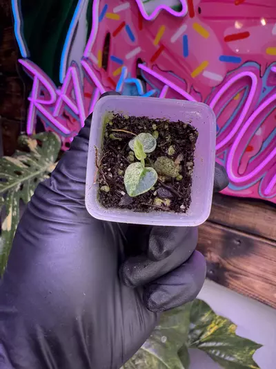 plant/Var Green Silk x Mors Verde-3-thumbnail