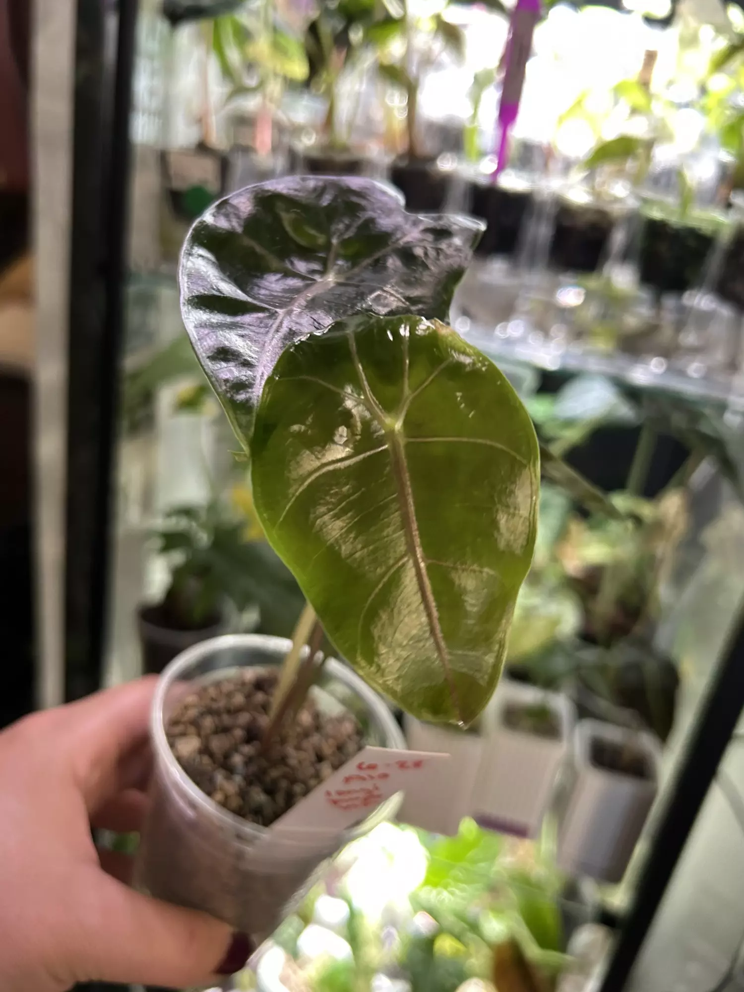 plant/Alocasia Longiloba Purple Vein 109-0