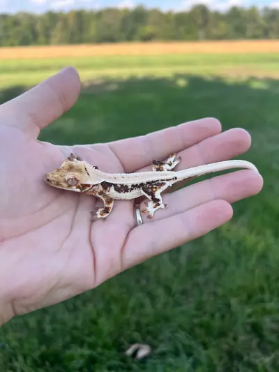 plant/RTS6: Male: 6 grams “Eyebrows”-0-thumbnail