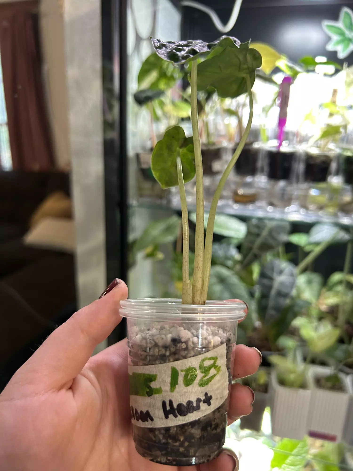 plant/Alocasia Balloon Heart 108-2