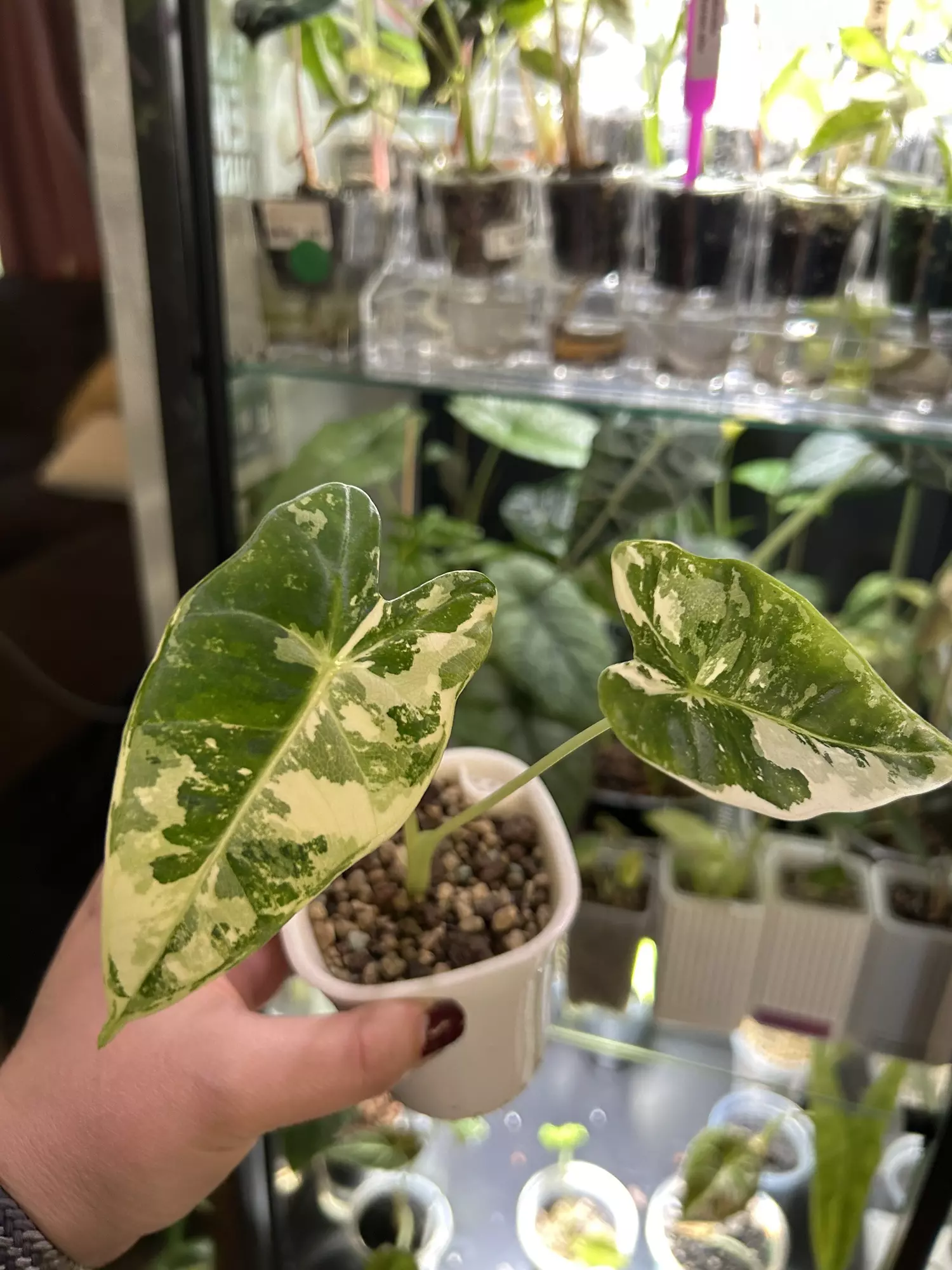 plant/Alocasia Frydek 105-0