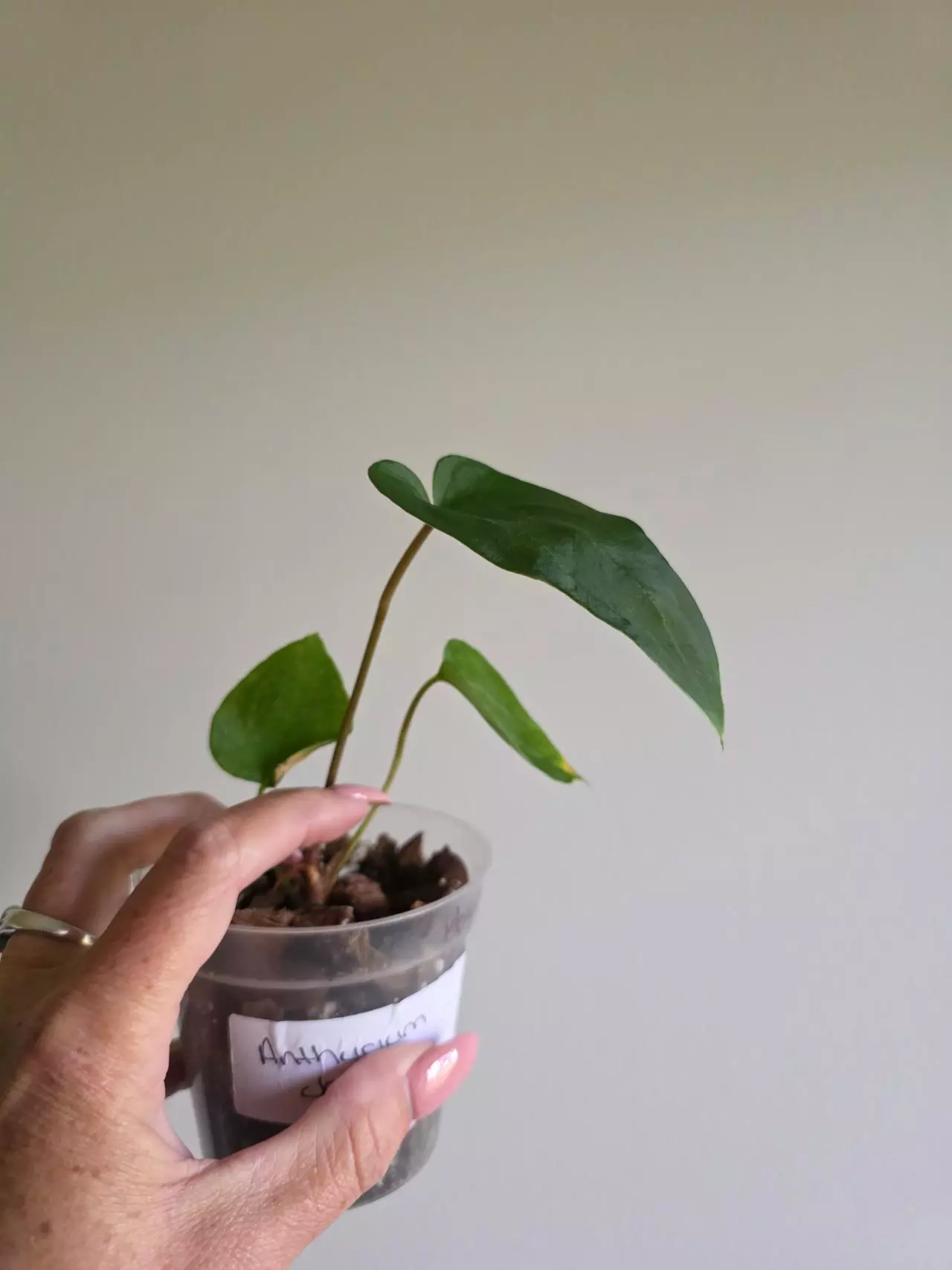plant/Anthurium Jakarta -0