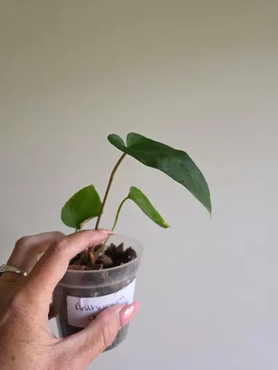 plant/Anthurium Jakarta -0-thumbnail