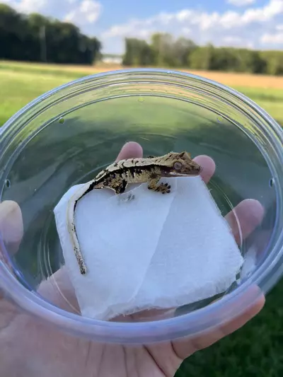 plant/PC5: Male: 6 grams-2-thumbnail