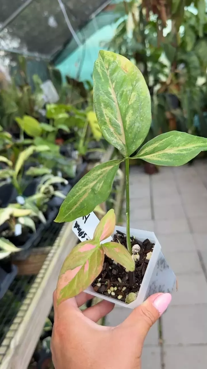 plant/
#1 Syngonium Pink Splash-0