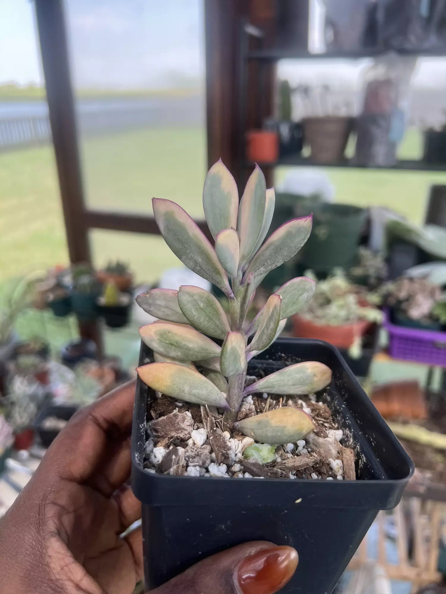 plant/Variegated senecio crassissimus -0