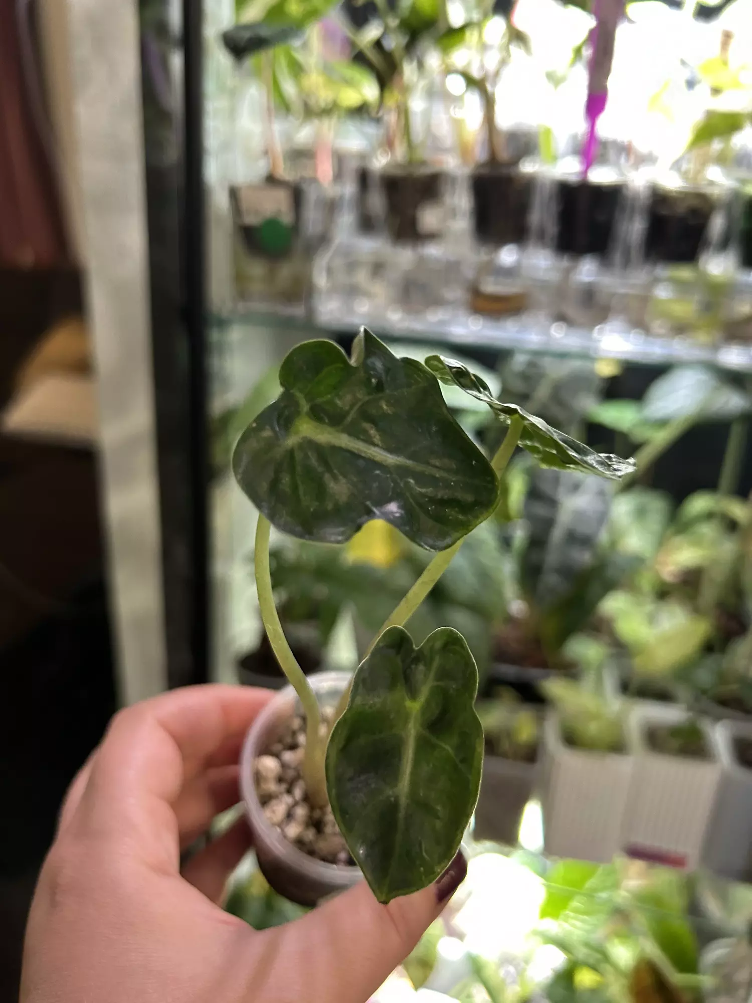 plant/Alocasia Balloon Heart 108-1