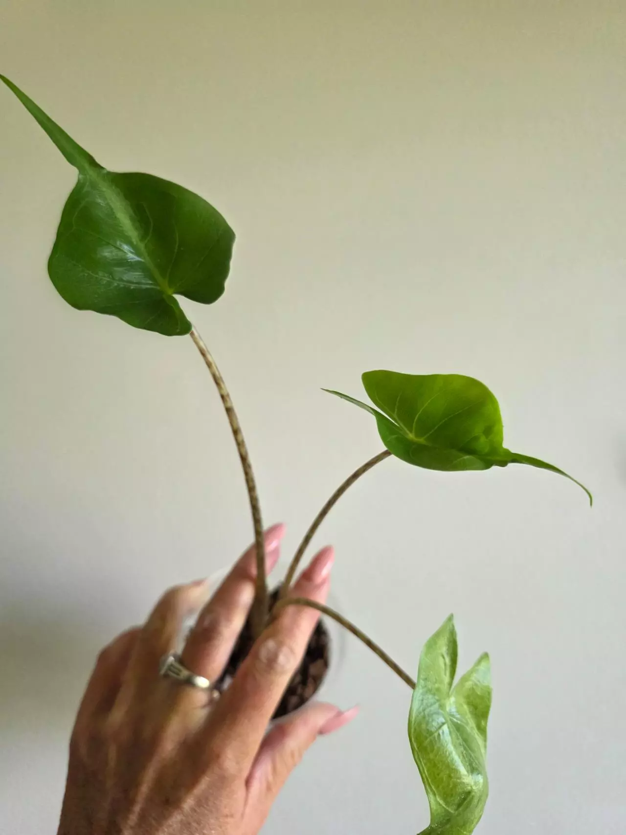 plant/Alocasia Stingray -0