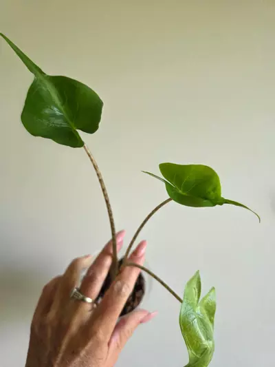 plant/Alocasia Stingray -0-thumbnail