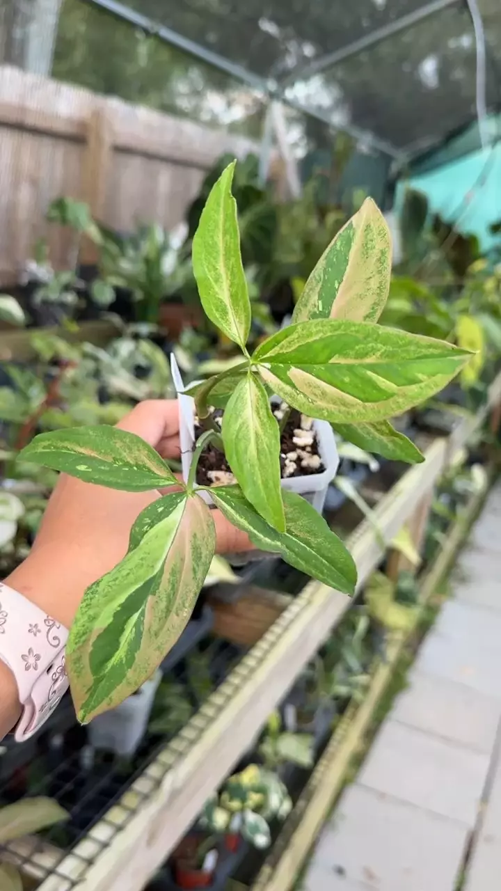 plant/#1 Syngonium Red Spot Tricolor-0