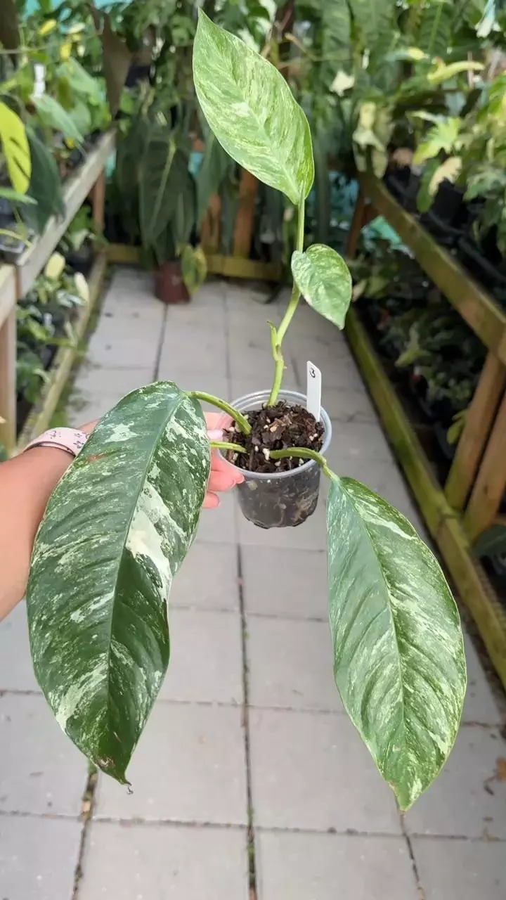 plant/#3 Rhaphidora Foraminifera variegated-0
