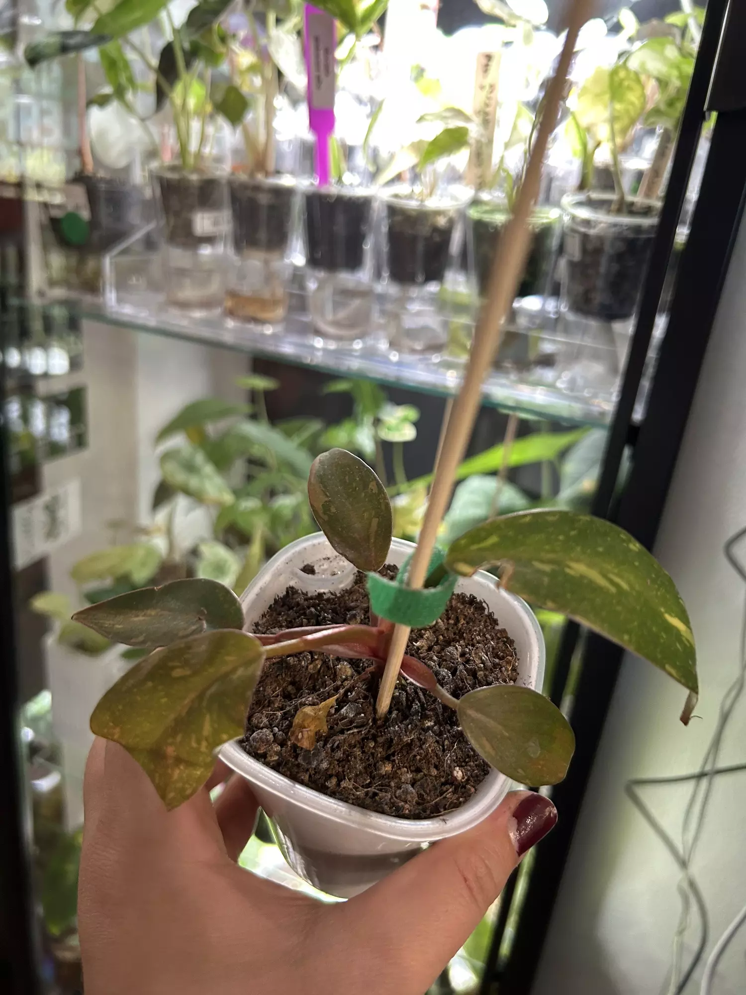 plant/Philodendron Orange Princess 113-4