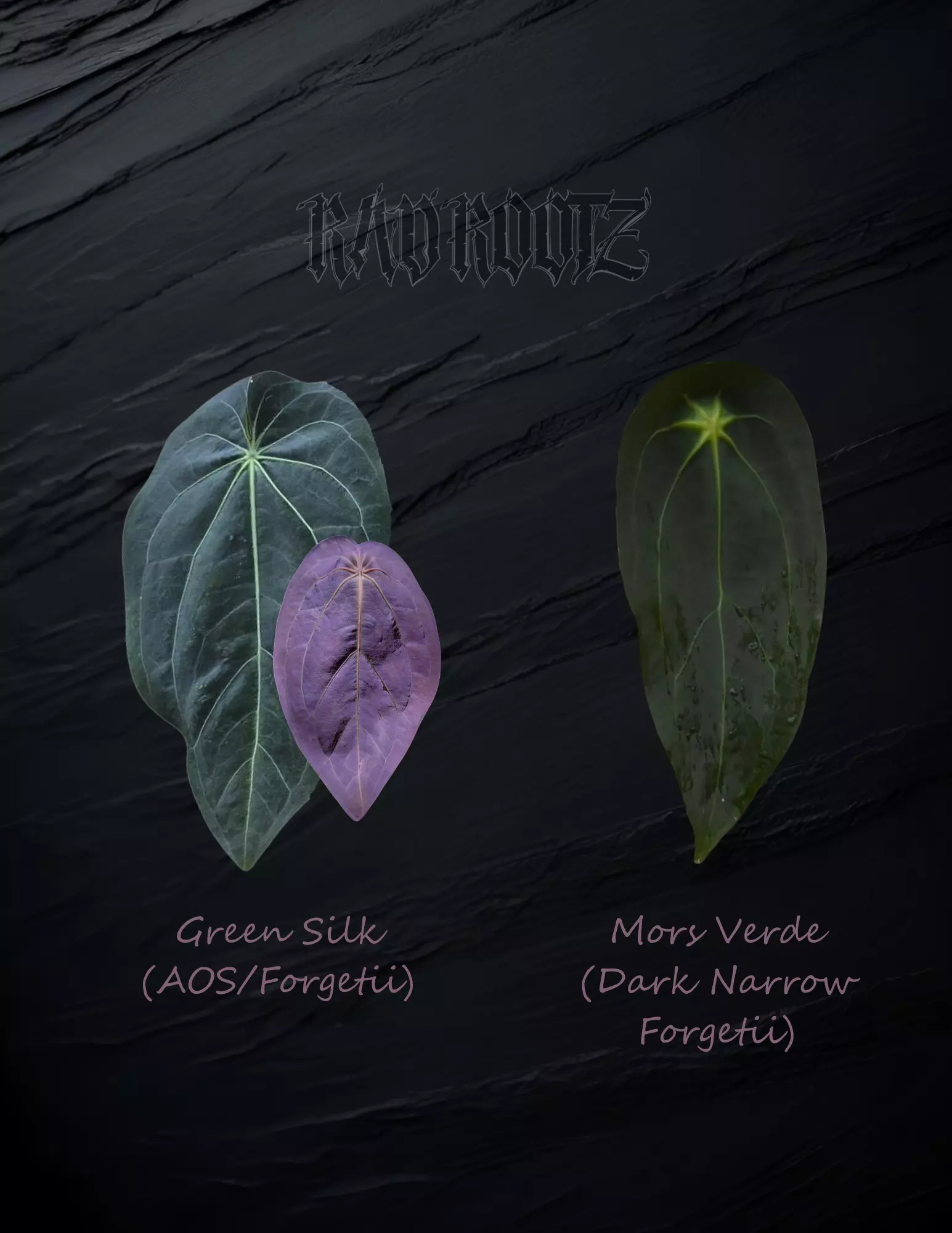 plant/Var Green Silk x Mors Verde-1