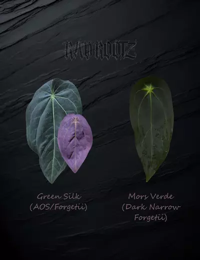 plant/Var Green Silk x Mors Verde-1-thumbnail