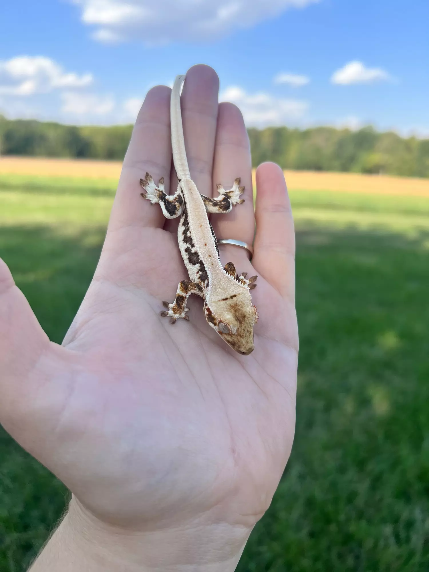 plant/RTS6: Male: 6 grams “Eyebrows”-1