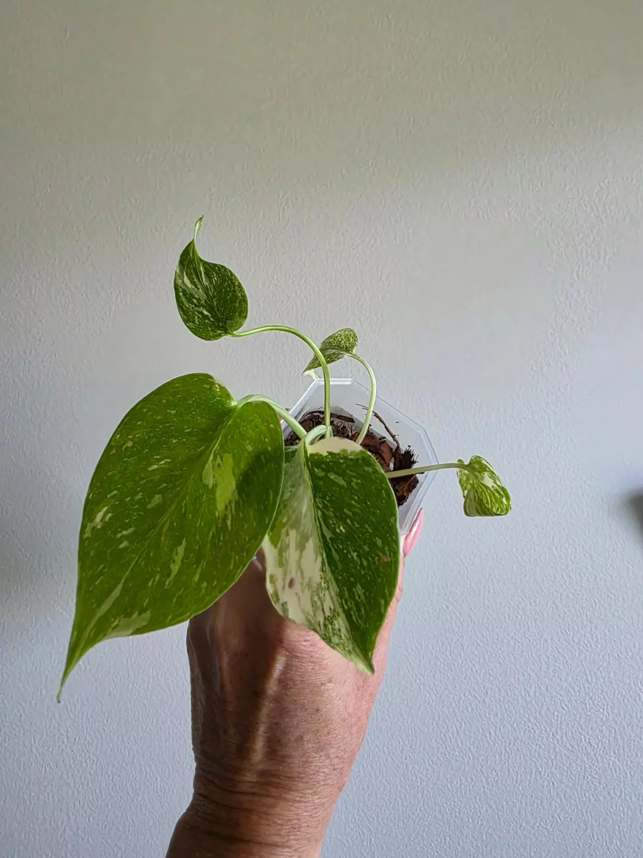 plant/Monstera Creme Brulee -0