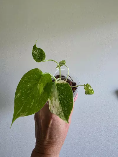 plant/Monstera Creme Brulee -0-thumbnail