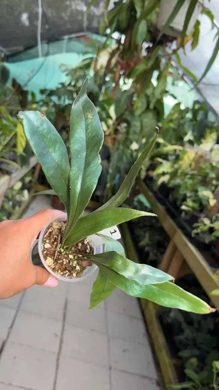 plant/#1 Blue Oil Fern-0