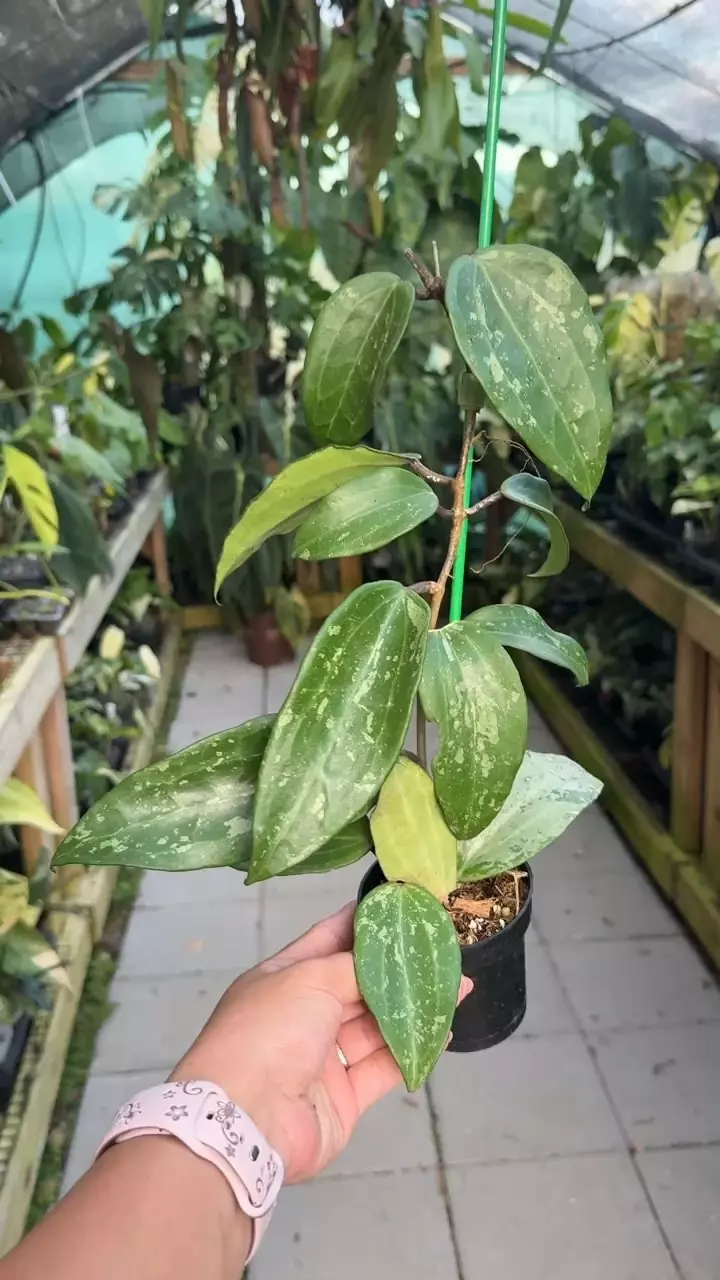 plant/
#1 Hoya, it's either Hoya Rangsan Splash or Hoya Macrophylla Splash-0