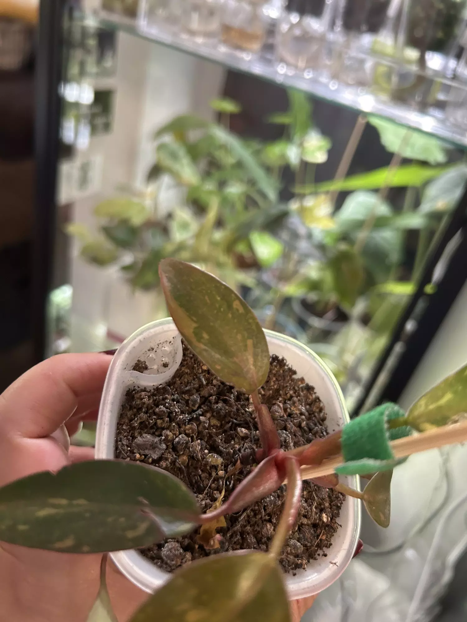 plant/Philodendron Orange Princess 113-1