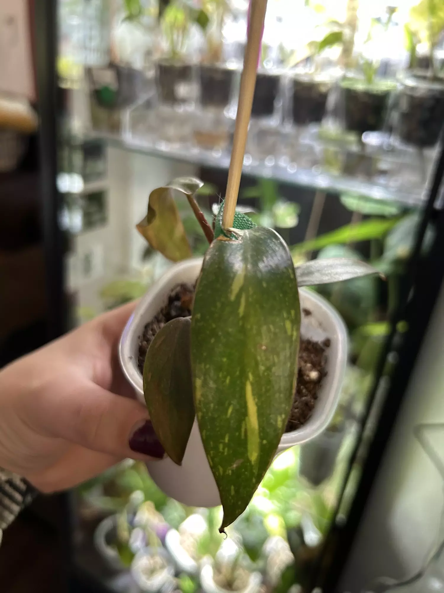 plant/Philodendron Orange Princess 113-0