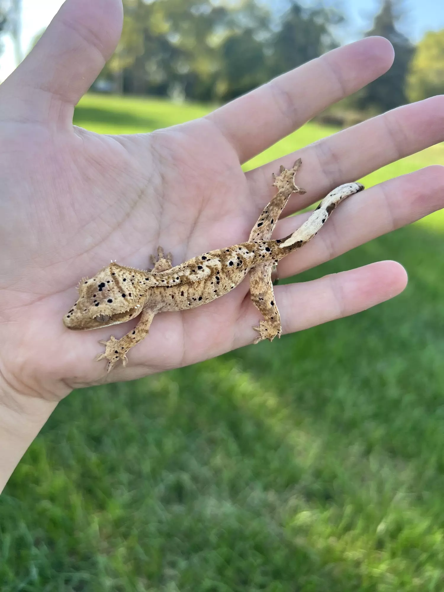 plant/MTT3: Pores Seen: 8 grams-2