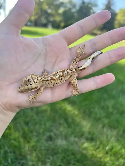 plant/MTT3: Pores Seen: 8 grams-2-thumbnail