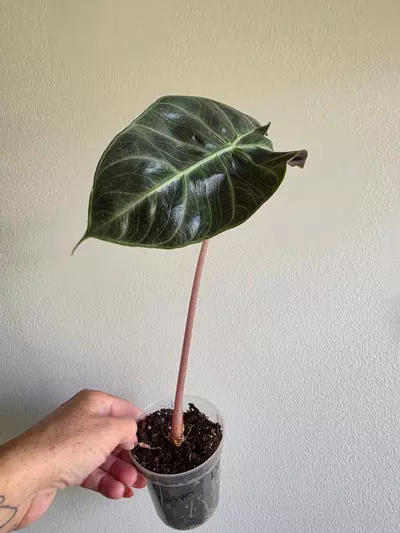 plant/Alocasia Nairobi night -0-thumbnail